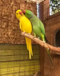Ожереловый попугай, Птичий сад Дендрария Сочи