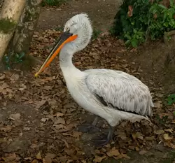 Пеликан в парке Дендрарий Сочи