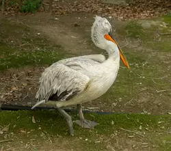Пеликан в парке Дендрарий Сочи