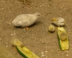 Перепёлка с птенцами бегает буквально под ногами в Птичьем саду Дендрария