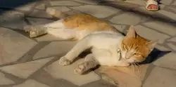 Рыжий кот в Нижнем парке Дендрария Сочи