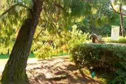Сосна раскидистая в парке Дендрарий в Сочи