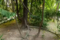Ветки дерева укоренились, Нижний парк Дендрария в Сочи