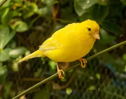 Жёлтая канарейка, Птичий сад Дендрария Сочи