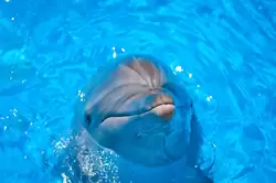 Дельфинарий «Немо», фото 14
