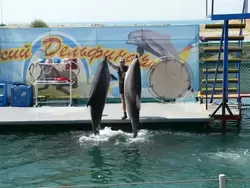 Анапский Утришский дельфинарий , фото 8