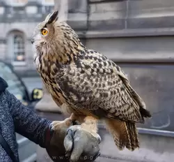 Фото с совой в Эдинбурге