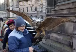 Фото с совой в Эдинбурге