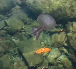опасная медуза