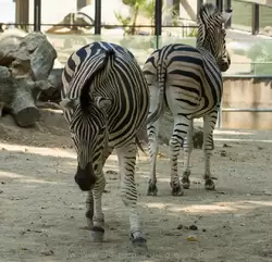 Зебра в зоопарке Барселоны