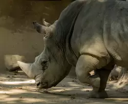 Носорог в зоопарке Барселоны