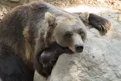 Бурый медведь в зоопарке Барселоны