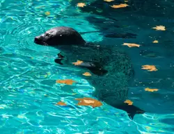 Обыкновенный тюлень в зоопарке Барселоны