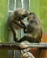 Шимпанзе в зоопарке Барселоны
