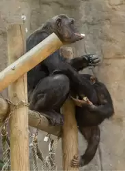 Шимпанзе — зоопарк Барселоны
