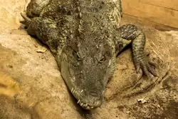 Центральноамериканский крокодил — зоопарк Барселоны