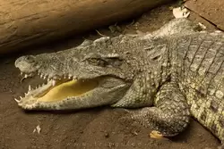 Центральноамериканский крокодил в зоопарке Барселоны