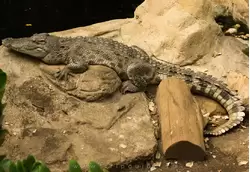 Центральноамериканский крокодил — зоопарк Барселоны