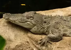 Центральноамериканский крокодил в зоопарке Барселоны