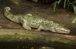 Крокодиловый кайман или очковый кайман (легко узнать по наростам над глазами) в зоопарке Барселоны