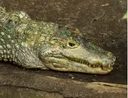 Крокодиловый кайман или очковый кайман (легко узнать по наростам над глазами) — зоопарк Барселоны