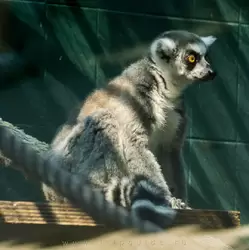 Кошачий лемур — зоопарк Барселоны