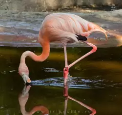 Розовый фламинго (обыкновенный) в зоопарке Барселоны