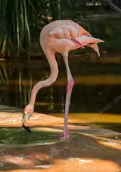 Розовый фламинго (обыкновенный) в зоопарке Барселоны