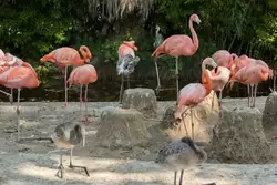 Розовый фламинго (обыкновенный) — зоопарк Барселоны