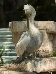 Кудрявый пеликан — зоопарк Барселоны