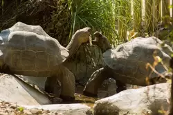 Гигантские черепахи — зоопарк Барселоны