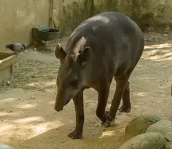 Равнинный тапир — зоопарк Барселоны