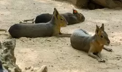 Патагонская мара (патагонский заяц или патагонская свинка)