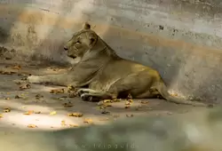 Львица в зоопарке Барселоны