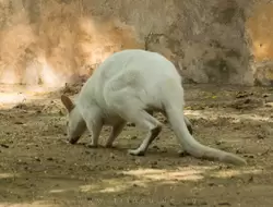 Валлаби-альбинос — зоопарк Барселоны