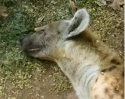 Пятнистая гиена — зоопарк Барселоны