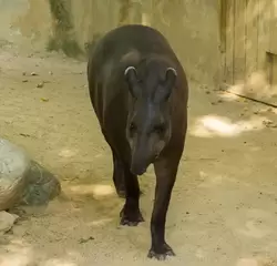 Равнинный тапир в зоопарке Барселоны