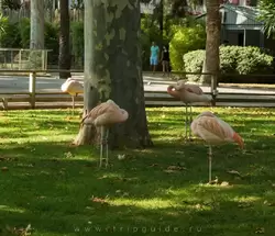 Чилийский фламинго — зоопарк Барселоны