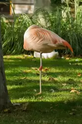 Чилийский фламинго — зоопарк Барселоны