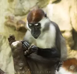 Дымчатый мангобей (беловоротничковый мангабей) — зоопарк Барселоны