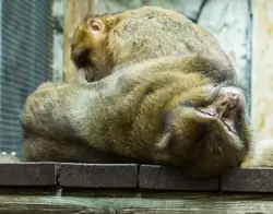 Магот (берберская обезьяна или магрибский макак) в зоопарке Барселоны