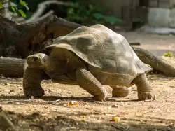 Гигантская черепаха в зоопарке Барселоны