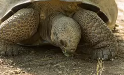 Гигантская черепаха — зоопарк Барселоны