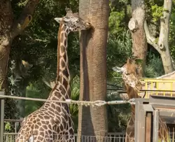 Жираф в зоопарке Барселоны