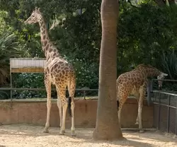 Жираф — зоопарк Барселоны