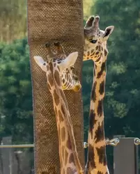 Жираф — зоопарк Барселоны