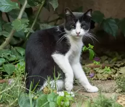 Кошка, живущая в зоопарке Барселоны