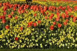 Сады внешнего двора Букингемского дворца весной