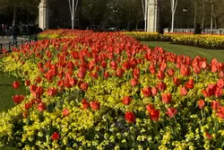 Сады внешнего двора Букингемского дворца весной (вокруг мемориала Виктории)