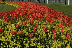 Сады внешнего двора Букингемского дворца весной (вокруг мемориала Виктории)